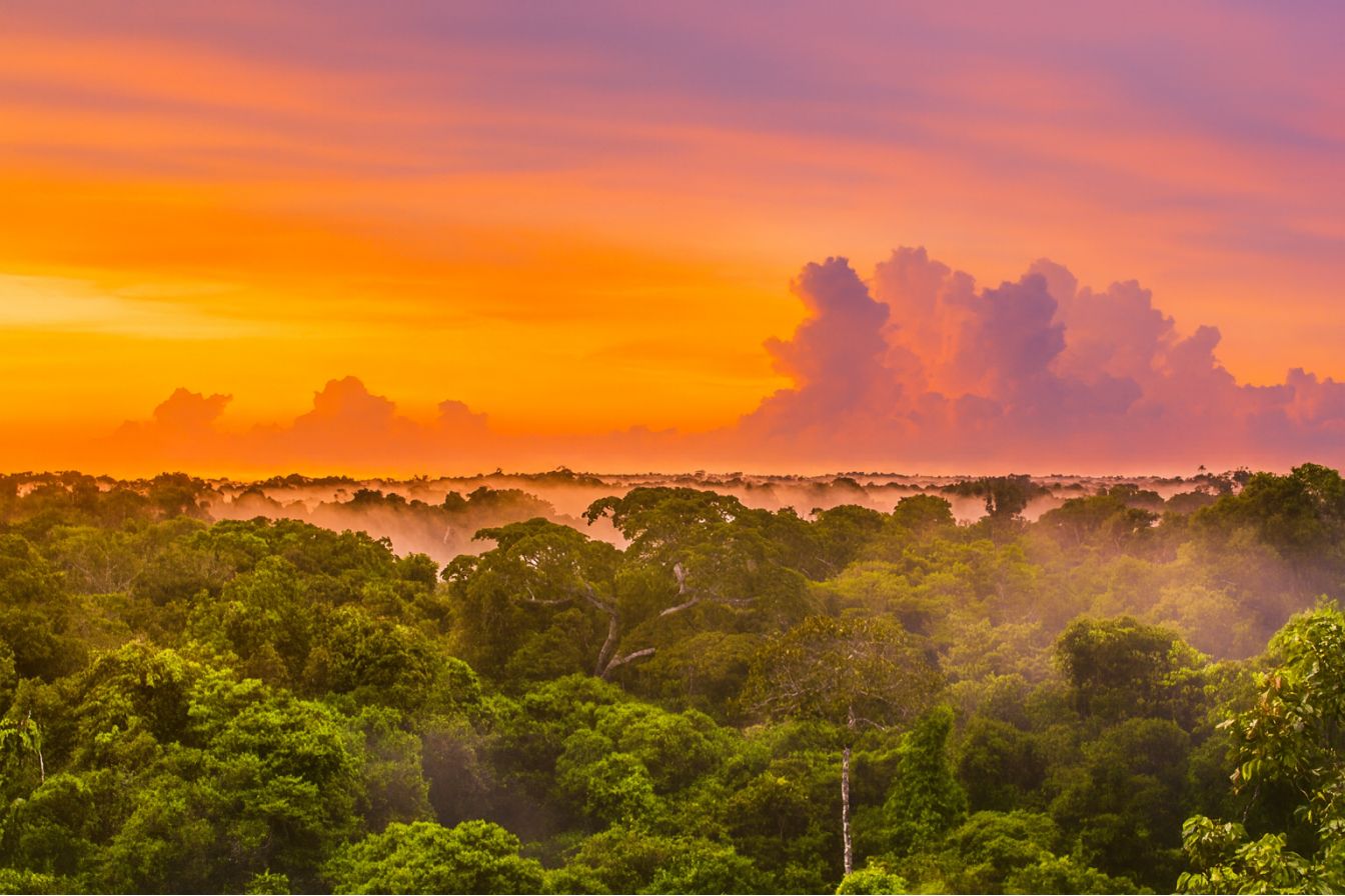 photo from tour to Amazon Brazilia