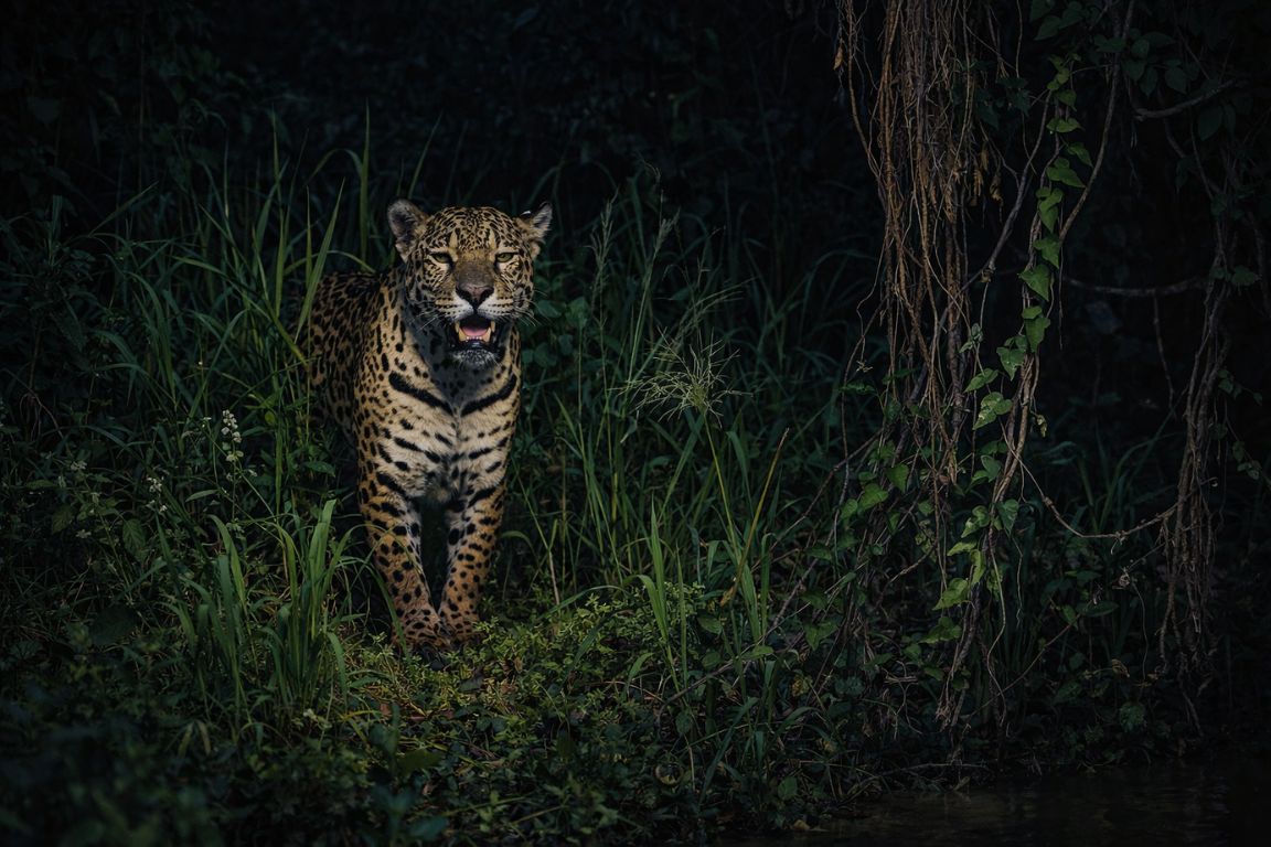 Jaguar walking through dense Amazon rainforest vegetation at night.