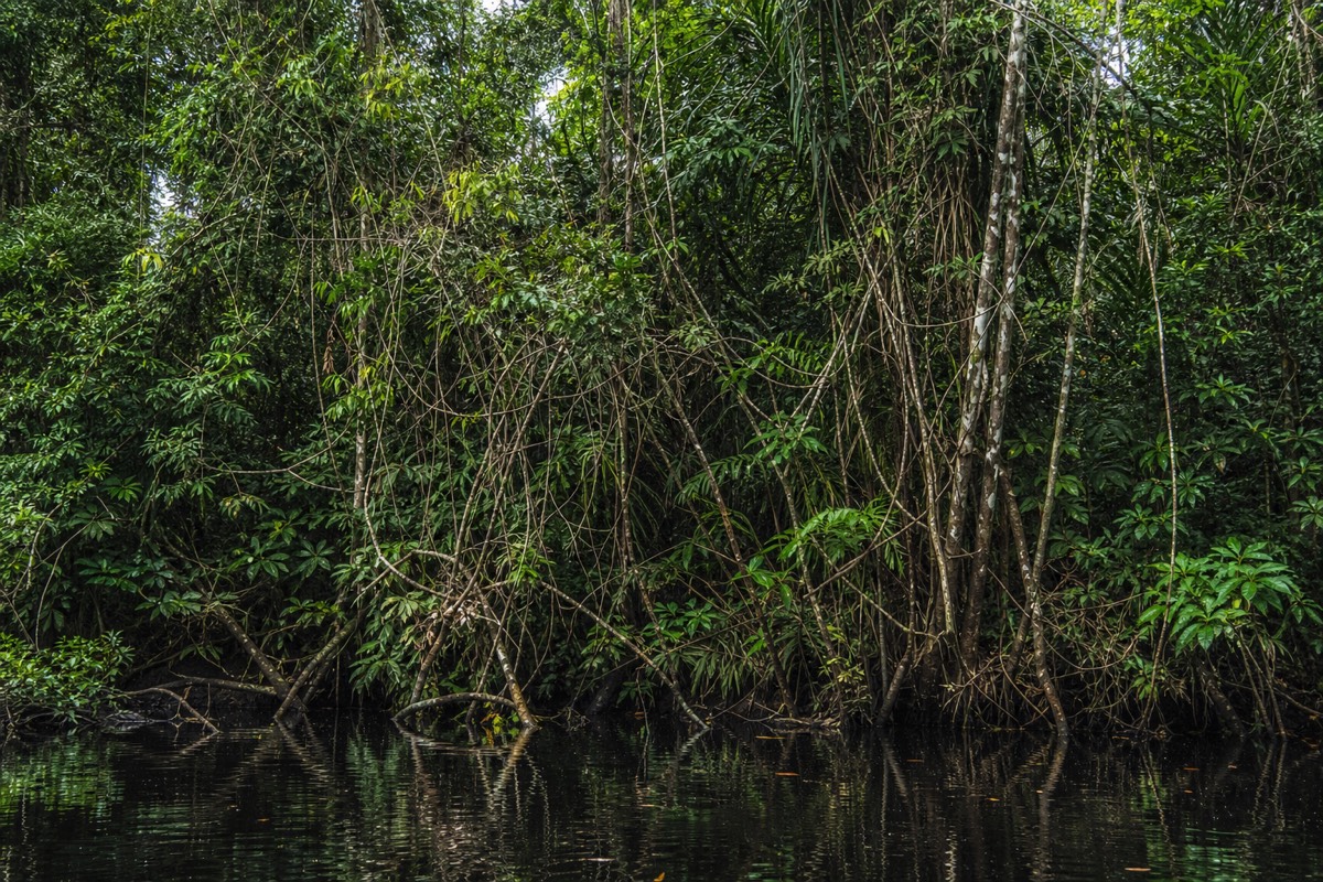 Dense riverbank vegetation along an Amazon tributary
